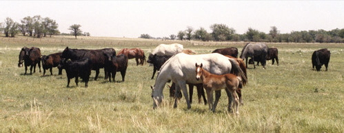 A few of our horses grazing among the cattle.