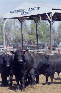 Some cattle for sale