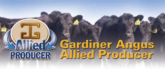 Heading title as a graphic: Gardiner Angus Allied Producer.