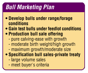 Same purple-gold box design. Reads: Bull Marketing Plan - Develop bulls under range/forage conditions; Gain test bulls under feedlot conditions; Production bull sale offering (pure calving-ease with growth; moderate birth weight/high growth; maximum growth/moderate size); Specification bull sales-private treaty (large volume sales; meet buyer's criteria).