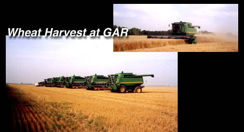 Wheat harvest at GAR