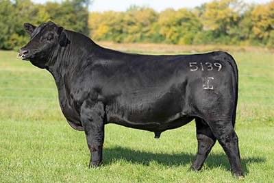 【後払い手数料無料】 Gardiner Ranch Angus その他